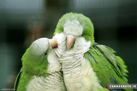 نمونه عکس‌های الهام‌بخش «عکاسی از پرندگان»