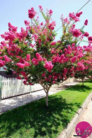 تصاویری از طبیعت زیبای بهاری برای بدرقه فروردین ماه