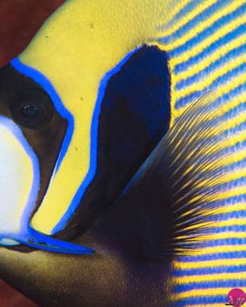 ماهی های واقعی شبیه به نقاشی های آبستره