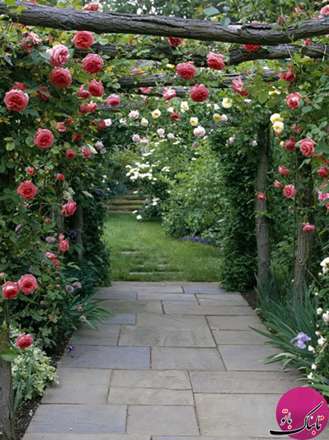 نمایی زیبا و رویایی با رزهای بالارونده