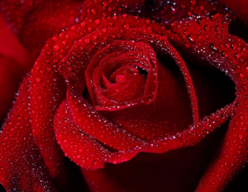 Fresh close up macro shot of a red rose. 