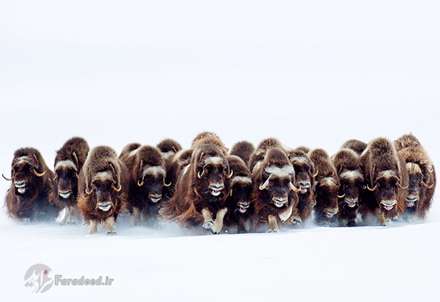 عجیب و باورنکردنی از حیات وحش