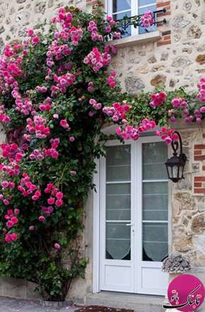 نمایی زیبا و رویایی با رزهای بالارونده