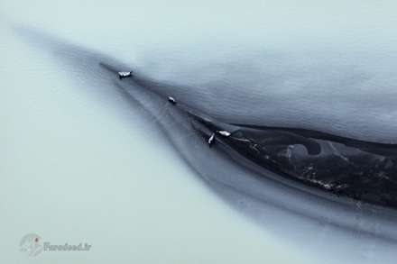 حیات‌وحش از منظری متفاوت