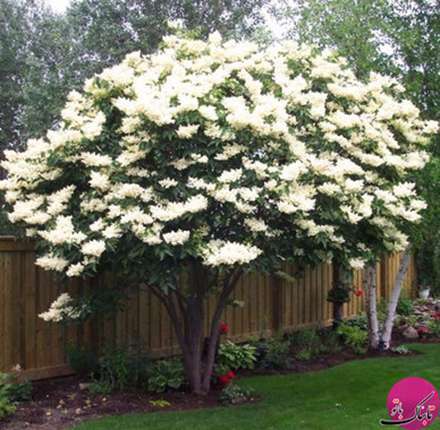 تصاویری از طبیعت زیبای بهاری برای بدرقه فروردین ماه