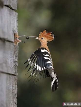 نمونه عکس‌های الهام‌بخش «عکاسی از پرندگان»