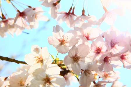bright spring cherry blossom