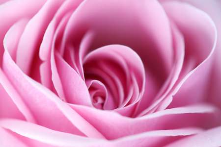pink rose macro close up
