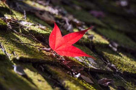 Maple in Autumn Season.