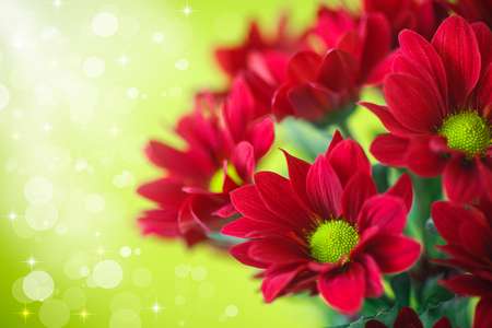 beautiful red flowers of chrysanthemum on green background
