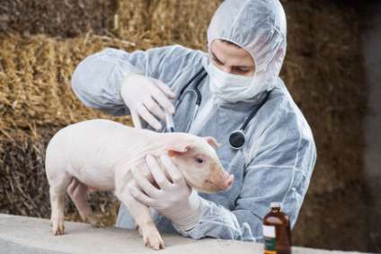 Vet gives a piglet vaccine.