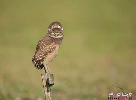 تصاویر کمدی وخنده دار از حیات وحش