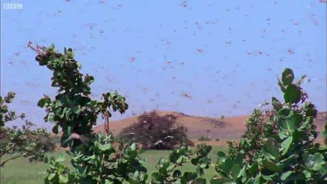 گروهی از ملخ های همه چیز را می بلعند