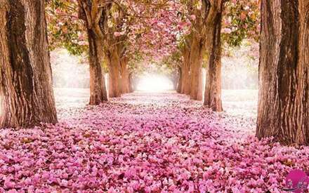 تصاویری از طبیعت زیبای بهاری برای بدرقه فروردین ماه