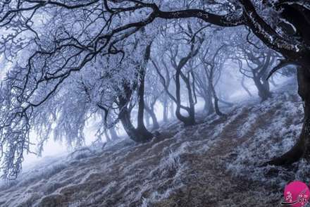 تصاویری از زیباترین جنگل های دنیا