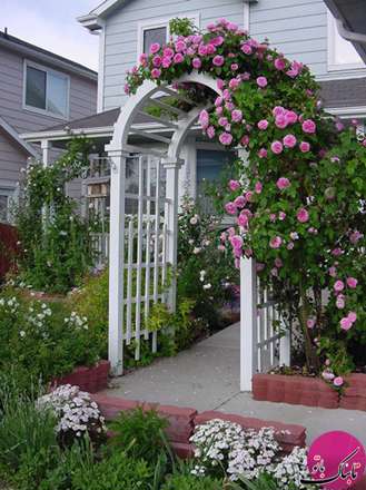 نمایی زیبا و رویایی با رزهای بالارونده