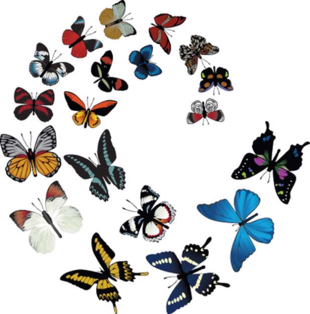 butterfly swirl