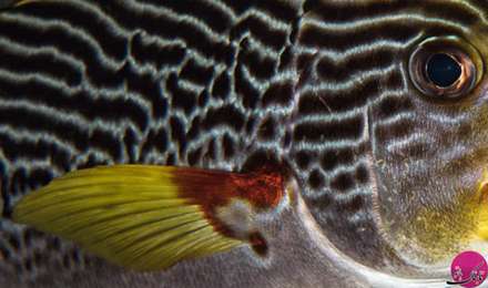 ماهی های واقعی شبیه به نقاشی های آبستره