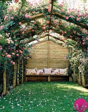 نمایی زیبا و رویایی با رزهای بالارونده