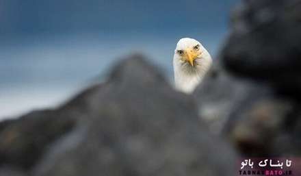 تصاویر کمدی وخنده دار از حیات وحش