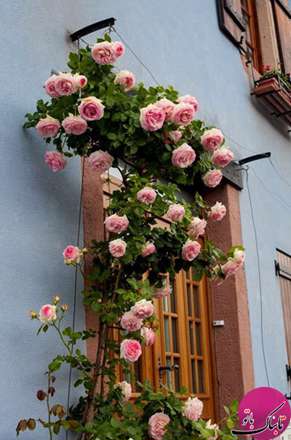 نمایی زیبا و رویایی با رزهای بالارونده