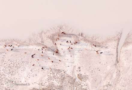 حیات‌وحش از منظری متفاوت