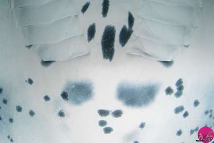 ماهی های واقعی شبیه به نقاشی های آبستره