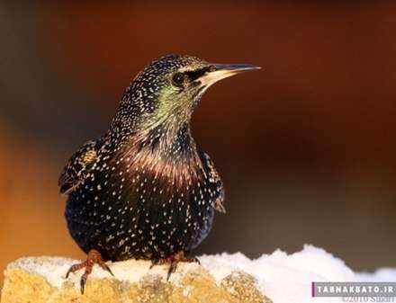 نمونه عکس‌های الهام‌بخش «عکاسی از پرندگان»