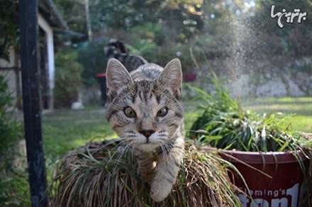 بچه گربه هایی که بدون پلک متولد شدند