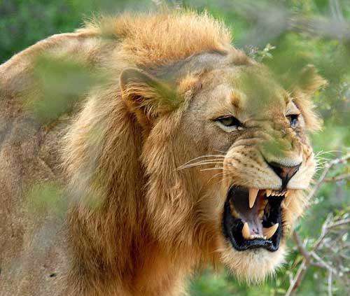 علت سلطان جنگل بودن شیر نر را در این ویدیو ببینید!