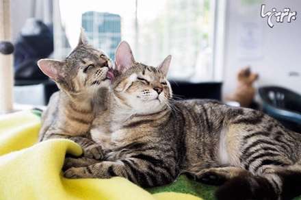 بچه گربه هایی که بدون پلک متولد شدند