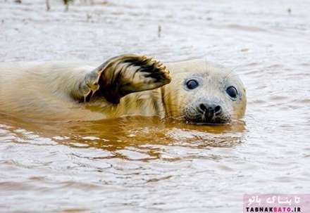 تصاویر کمدی وخنده دار از حیات وحش