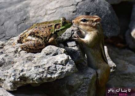 تصاویر کمدی وخنده دار از حیات وحش