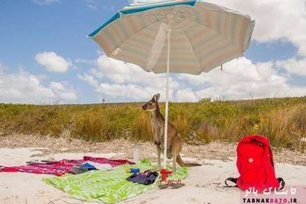 تصاویر کمدی وخنده دار از حیات وحش