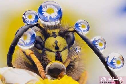 تصاویر کمدی وخنده دار از حیات وحش