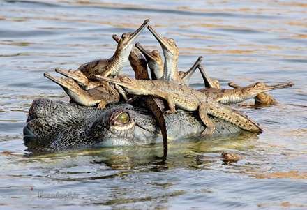 عجیب و باورنکردنی از حیات وحش