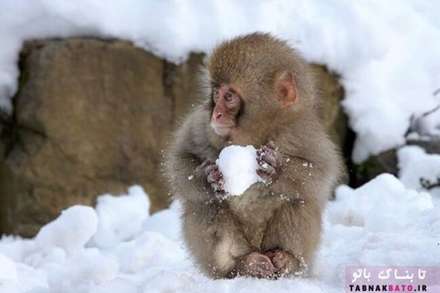 تصاویر کمدی وخنده دار از حیات وحش