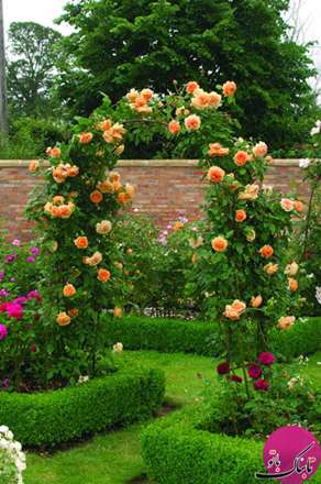 نمایی زیبا و رویایی با رزهای بالارونده