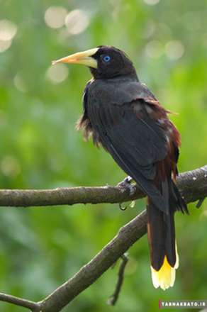 نمونه عکس‌های الهام‌بخش «عکاسی از پرندگان»