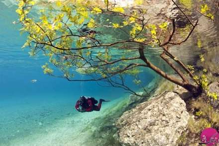 تصاویری از زیباترین جنگل های دنیا