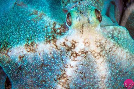 ماهی های واقعی شبیه به نقاشی های آبستره