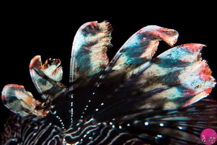 ماهی های واقعی شبیه به نقاشی های آبستره