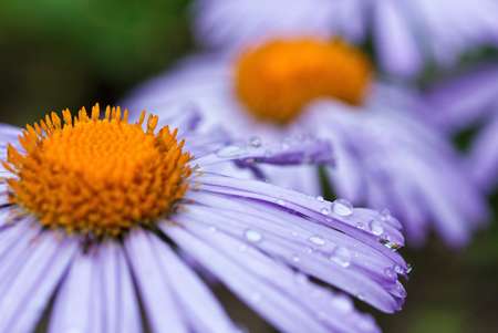 beautifu purple daisy flowers with raindrops 