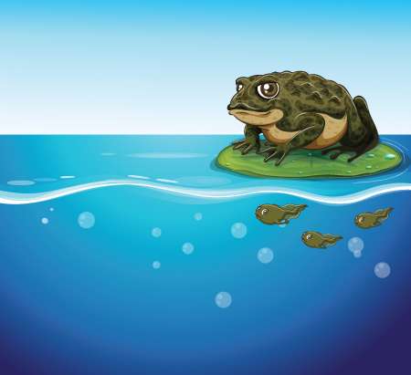 Illustration of a frog and three tadpoles in the water