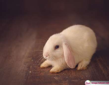 گربه و خرگوش را در بامزه ترین شکل ممکن ببینید