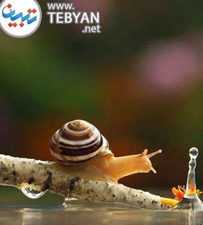 تصاویری زیبا از دنیای مینیاتوری و جادویی حلزون ها