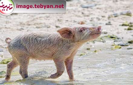 این هم جزیره خوکی