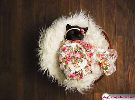 گربه و خرگوش را در بامزه ترین شکل ممکن ببینید