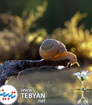 تصاویری زیبا از دنیای مینیاتوری و جادویی حلزون ها