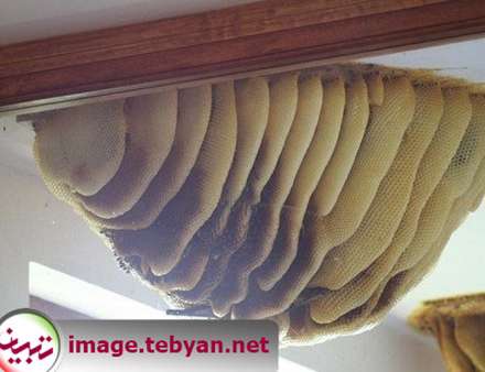 موزه زنبورهای عسل در اسپانیا